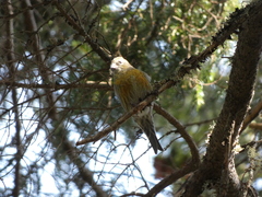 Loxia leucoptera image
