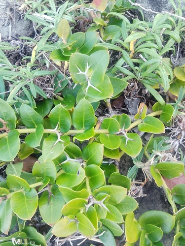 Natal Plum