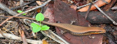 Eutropis macularia