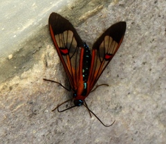 Cosmosoma cingulatum