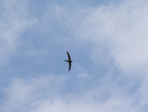 Pacific Swift