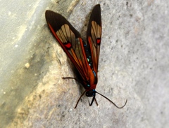 Cosmosoma cingulatum