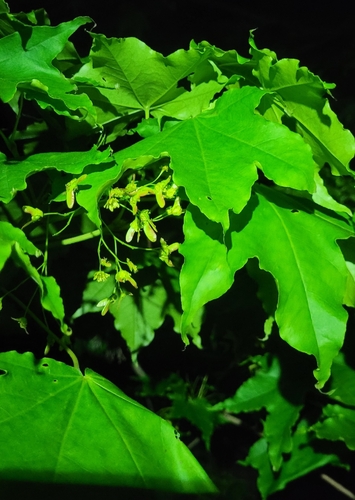 Acer pictum, photograph 6