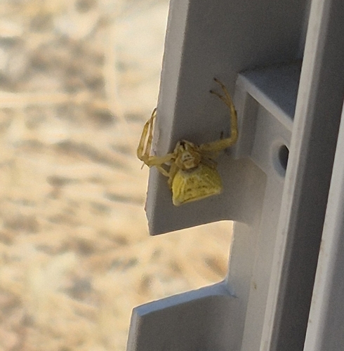 Heather crab spider