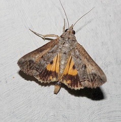 Hypocala deflorata
