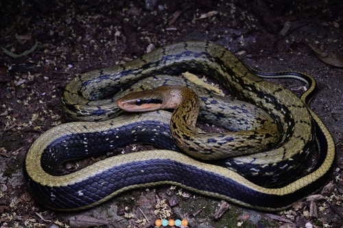 Beauty Ratsnake