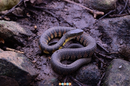 Mountain Water Snake