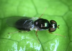 Microchrysa flaviventris