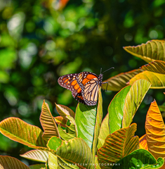 Danaus plexippus