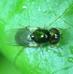 Microchrysa flaviventris