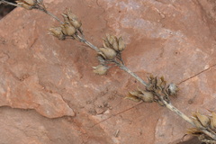 Penstemon grandiflorus