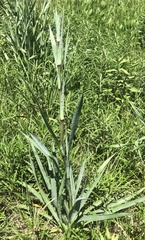 Eryngium yuccifolium