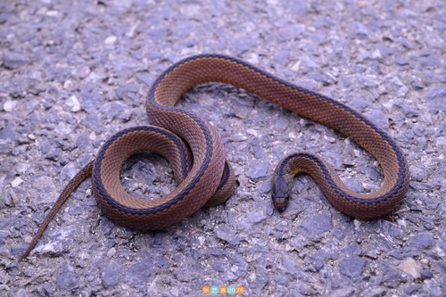 Achalinus dabieshanensis
