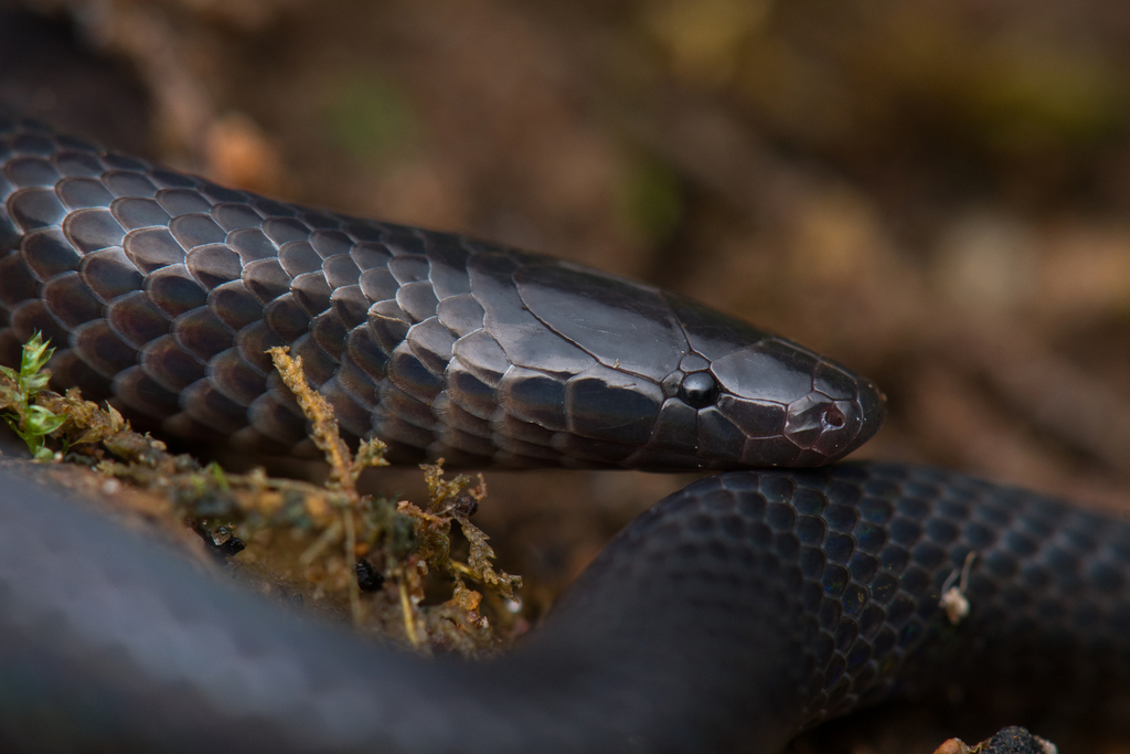 Coffee Earth Snake