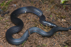 Coffee Earth Snake photo 2