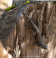 Sceloporus occidentalis