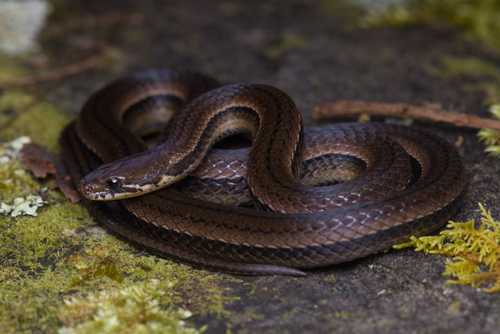 Tearful Pine-Oak Snake