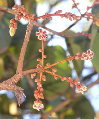 Sterculia guttata