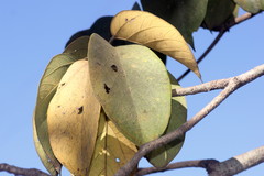 Sterculia guttata