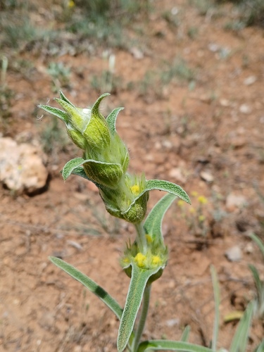 Phlomis lychnitis, photograph 2