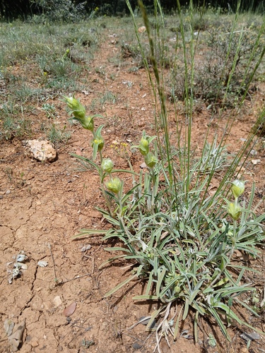 Phlomis lychnitis, photograph 4