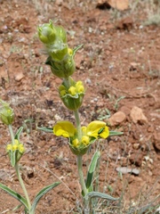 Phlomis lychnitis, photograph (c) Javier Sánchez Álvarez, some rights reserved (CC BY)