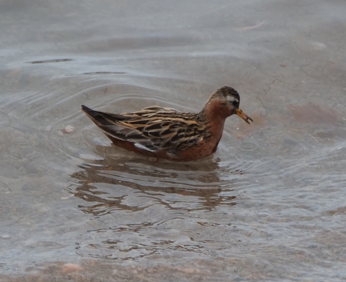 iNaturalist image