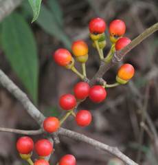 Actinodaphne hookeri
