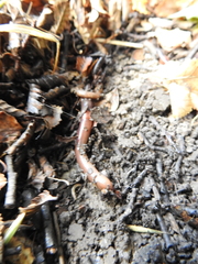 Lumbricus rubellus
