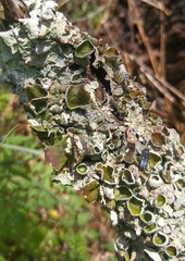 Acmaeodera ornatoides