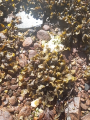 Fucus spiralis