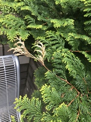 Pestalotiopsis funerea