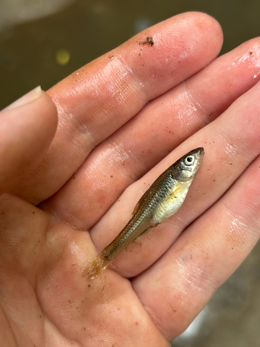 Bigmouth Shiner