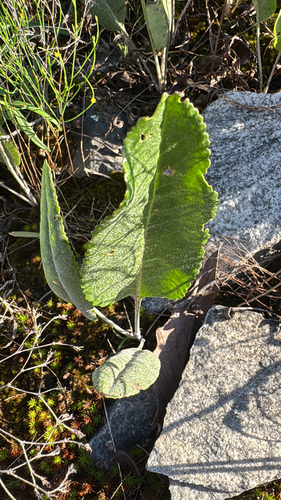 Packera dubia, photograph 2