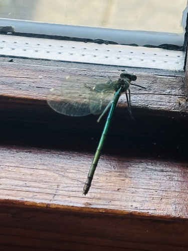 Banded Demoiselle