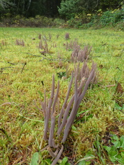 Alloclavaria purpurea
