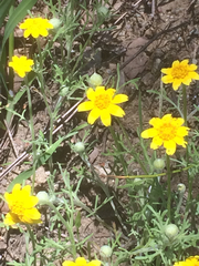 Pseudobahia heermannii