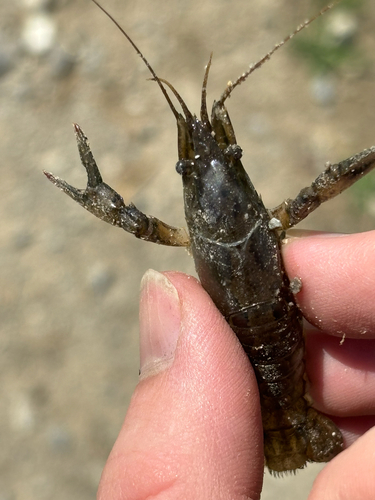 Calico Crayfish