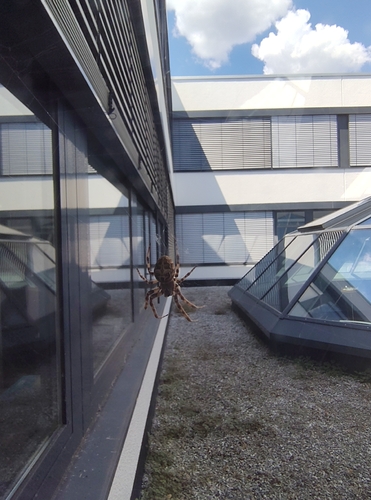 Grey Cross Spider