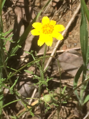 Pseudobahia heermannii