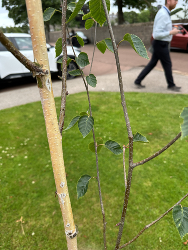 Betula utilis