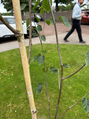 Betula utilis, photograph (c) Alexandra Stuart, some rights reserved (CC BY)