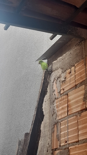Yellow-chevroned Parakeet