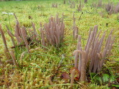 Alloclavaria purpurea