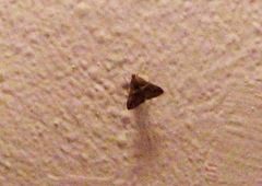 Melipotini