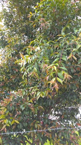 Syzygium paniculatum image