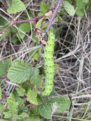 Small Emperor Moth