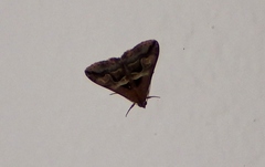 Melipotini