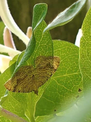 Yellow Shell Moth