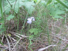 Veronica prostrata, photograph author not stated, no rights reserved